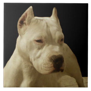 White Pitbull Terrier Tegeltje