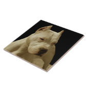 White Pitbull Terrier Tegeltje (Zijkant)