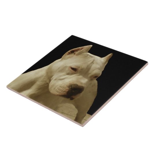 White Pitbull Terrier Tegeltje (Zijkant)