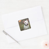 White Pitbull Vierkante Sticker (Envelop)