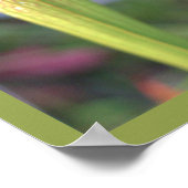 White Pitcher Plant Foto Poster (Hoek)