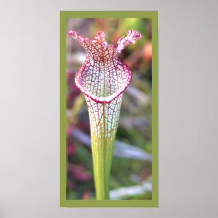 White Pitcher Plant Foto Poster
