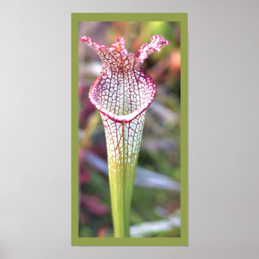 White Pitcher Plant Foto Poster (Voorkant)