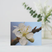 White Plum Blossom Briefkaart (Staand voorkant)