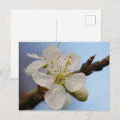 White Plum Blossom Briefkaart (Voorkant / Achterkant)