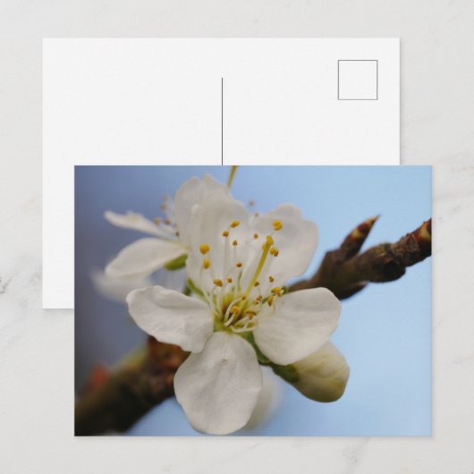 White Plum Blossom Briefkaart (Voorkant / Achterkant)