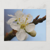 White Plum Blossom Briefkaart (Voorkant)