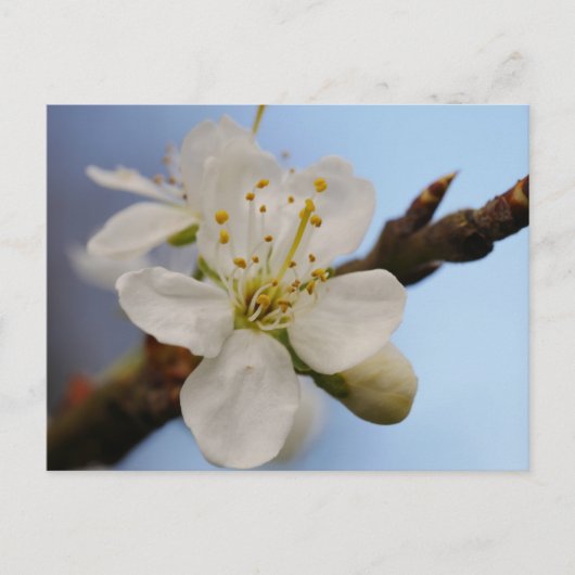 White Plum Blossom Briefkaart (Voorkant)