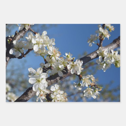 White Plum Blossom in Spring Inpakpapier Vel (Voorkant 2)
