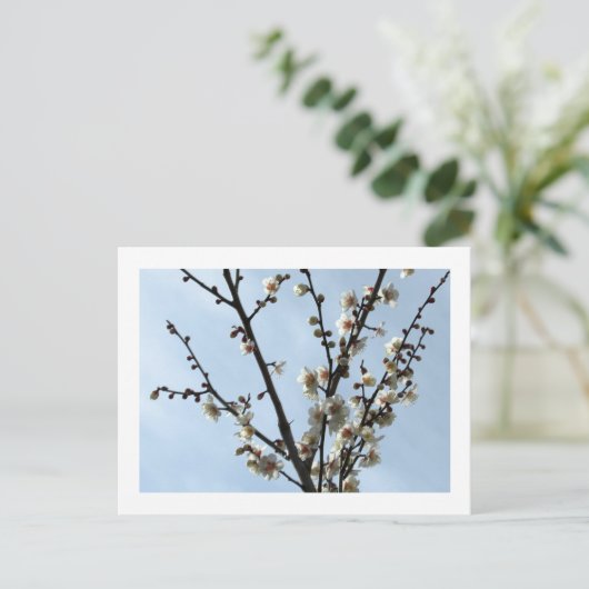 White Plum Blossom: Japan Briefkaart (Staand voorkant)