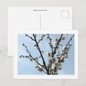 White Plum Blossom: Japan Briefkaart (Voorkant / Achterkant)