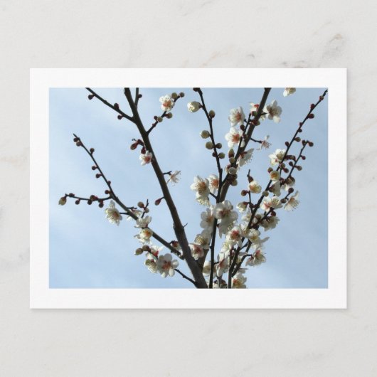 White Plum Blossom: Japan Briefkaart (Voorkant)
