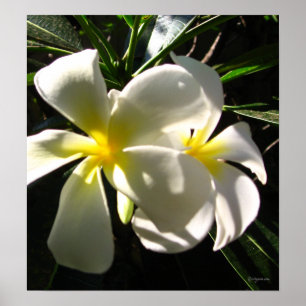 White Plumaria Frangipani Flowers Poster Afdrukken