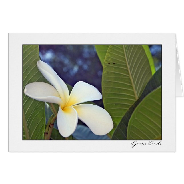 White Plumeria (Voorkant Horizontaal)