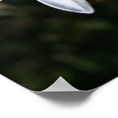 White Plumeria Art Print (Hoek)