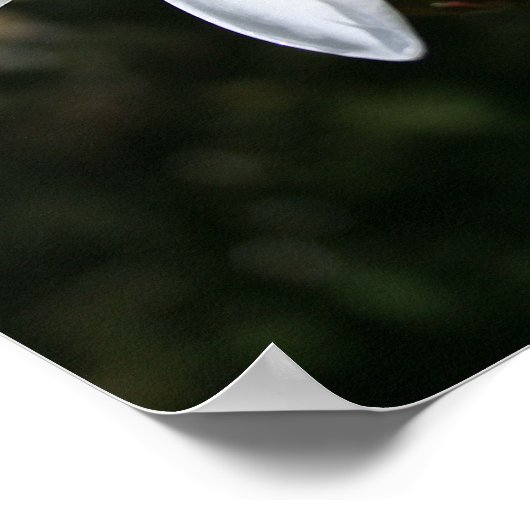 White Plumeria Art Print (Hoek)