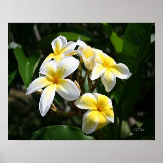 White Plumeria Art Print (Voorkant)