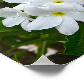 White Plumeria Blossom Poster (Hoek)