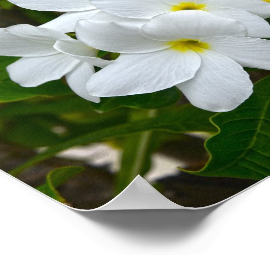 White Plumeria Blossom Poster (Hoek)
