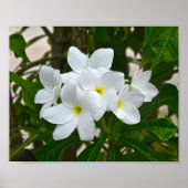 White Plumeria Blossom Poster (Voorkant)