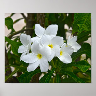 White Plumeria Blossom Poster