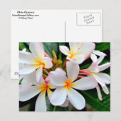 White Plumeria Briefkaart (Voorkant / Achterkant)