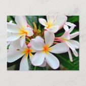 White Plumeria Briefkaart (Voorkant)