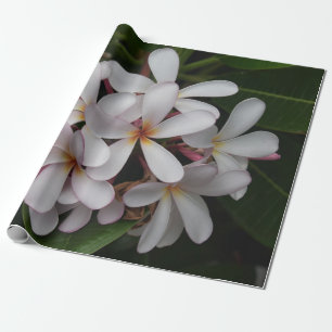 White Plumeria Cadeaupapier