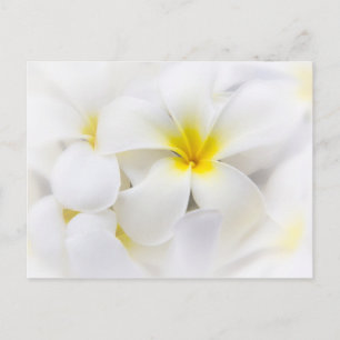 White Plumeria Flower Frangipani Floral Flowers Briefkaart