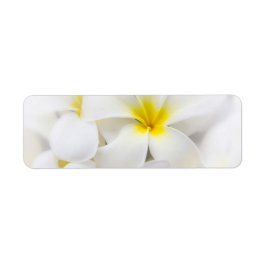 White Plumeria Flower Frangipani Floral Flowers Etiket