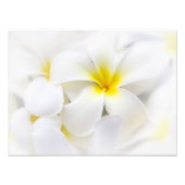 White Plumeria Flower Frangipani Floral Flowers Foto Afdruk (Voorkant)