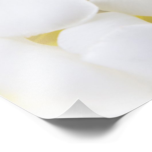 White Plumeria Flower Frangipani Floral Flowers Foto Afdruk (Hoek)