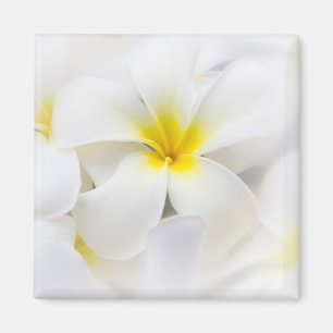 White Plumeria Flower Frangipani Floral Flowers Magneet
