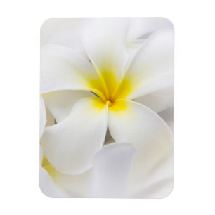 White Plumeria Flower Frangipani Floral Flowers Magneet