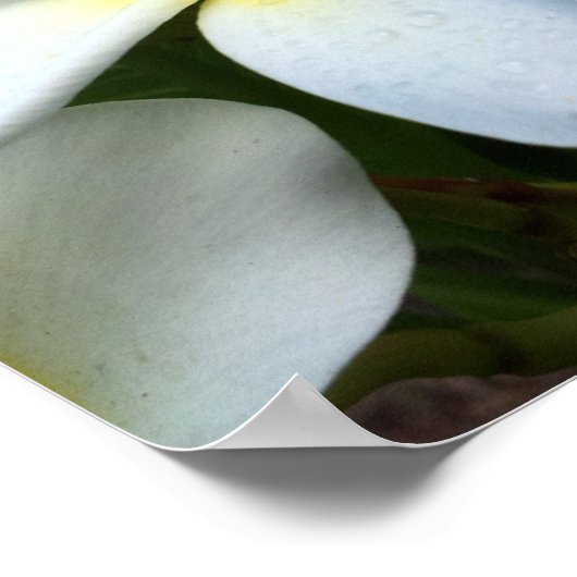White Plumeria Flower Poster (Hoek)