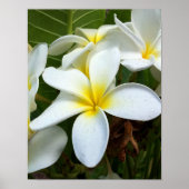 White Plumeria Flower Poster (Voorkant)