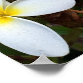 White Plumeria Flower Poster (Hoek)