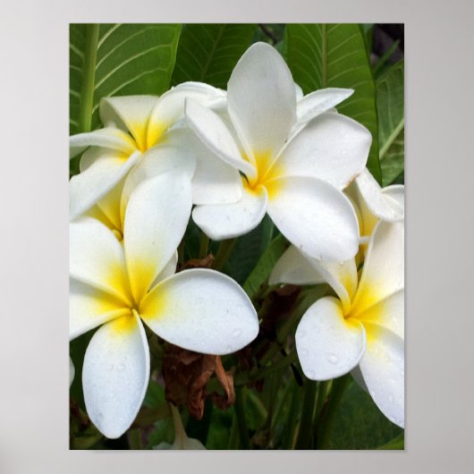 White Plumeria Flower Poster (Voorkant)