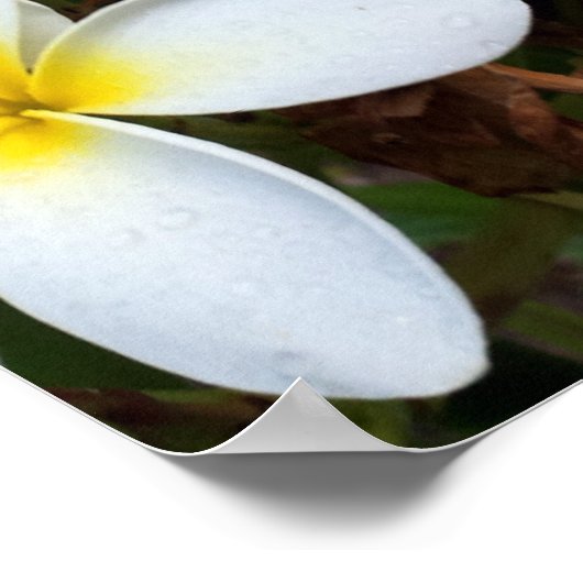 White Plumeria Flower Poster (Hoek)