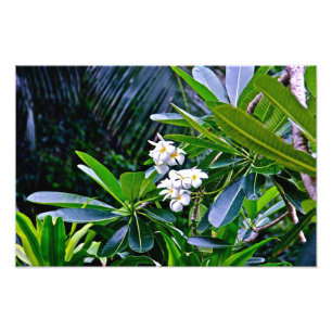 White Plumeria Flowers Foto Afdruk