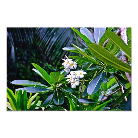 White Plumeria Flowers Foto Afdruk (Voorkant)