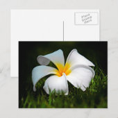 White Plumeria Frangipani Hawaii Flower Briefkaart (Voorkant / Achterkant)
