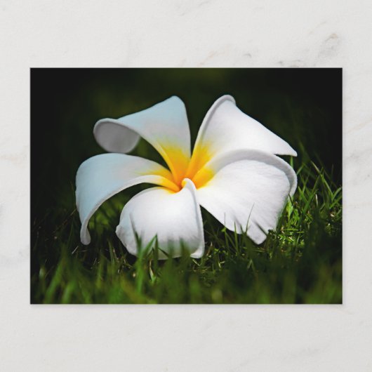 White Plumeria Frangipani Hawaii Flower Briefkaart (Voorkant)