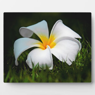 White Plumeria Frangipani Hawaii Flower Fotoplaat