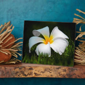 White Plumeria Frangipani Hawaii Flower Fotoplaat (Zijkant)