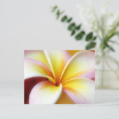 White Plumeria Frangipani Hawaii Flower Hawaiian Briefkaart (Staand voorkant)
