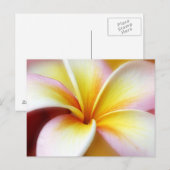 White Plumeria Frangipani Hawaii Flower Hawaiian Briefkaart (Voorkant / Achterkant)