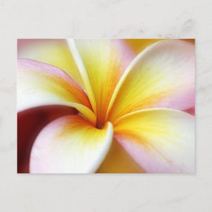 White Plumeria Frangipani Hawaii Flower Hawaiian Briefkaart