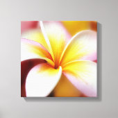 White Plumeria Frangipani Hawaii Flower Hawaiian Canvas Afdruk (Voorkant)