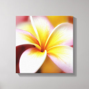 White Plumeria Frangipani Hawaii Flower Hawaiian Canvas Afdruk